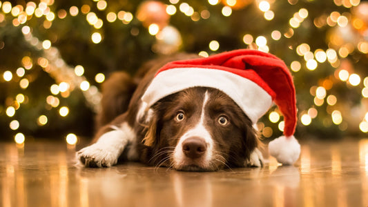 Lockdown puppy?  Top tips for Christmas with pets