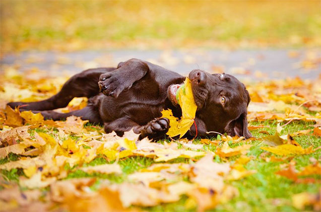 For the love of dogs... (and Autumn leaves)